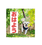 一犬十色2（個別スタンプ：1）
