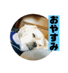 一犬十色2（個別スタンプ：2）