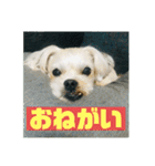 一犬十色2（個別スタンプ：3）