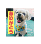 一犬十色2（個別スタンプ：4）