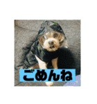 一犬十色2（個別スタンプ：5）
