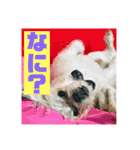 一犬十色2（個別スタンプ：6）