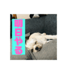 一犬十色2（個別スタンプ：7）
