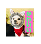 一犬十色2（個別スタンプ：8）
