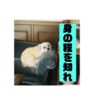 一犬十色2（個別スタンプ：10）