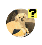 一犬十色2（個別スタンプ：11）