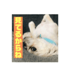 一犬十色2（個別スタンプ：12）