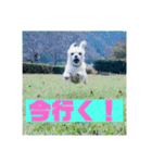 一犬十色2（個別スタンプ：13）