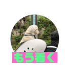 一犬十色2（個別スタンプ：14）
