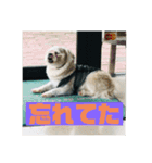 一犬十色2（個別スタンプ：16）