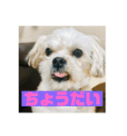 一犬十色2（個別スタンプ：17）