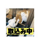 一犬十色2（個別スタンプ：18）