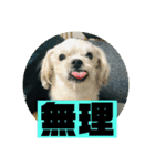 一犬十色2（個別スタンプ：19）