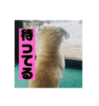 一犬十色2（個別スタンプ：21）