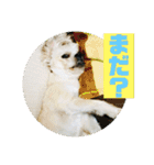 一犬十色2（個別スタンプ：22）