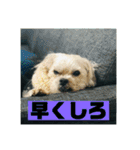 一犬十色2（個別スタンプ：23）