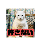 一犬十色2（個別スタンプ：24）