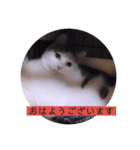 ガッシーねこーず2022冬1月（個別スタンプ：1）