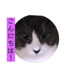 ガッシーねこーず2022冬1月（個別スタンプ：2）