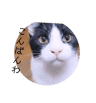 ガッシーねこーず2022冬1月（個別スタンプ：3）