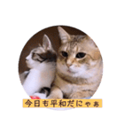 ガッシーねこーず2022冬1月（個別スタンプ：4）