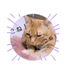 ガッシーねこーず2022冬1月（個別スタンプ：6）