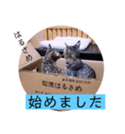 ガッシーねこーず2022冬1月（個別スタンプ：7）