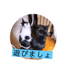 ガッシーねこーず2022冬1月（個別スタンプ：9）