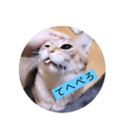 ガッシーねこーず2022冬1月（個別スタンプ：11）