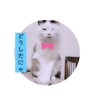 ガッシーねこーず2022冬1月（個別スタンプ：12）