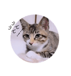 ガッシーねこーず2022冬1月（個別スタンプ：13）