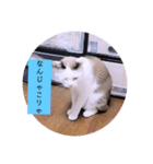 ガッシーねこーず2022冬1月（個別スタンプ：14）