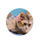 ガッシーねこーず2022冬1月（個別スタンプ：15）