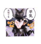 ガッシーねこーず2022冬1月（個別スタンプ：17）