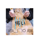 ガッシーねこーず2022冬1月（個別スタンプ：18）