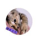 ガッシーねこーず2022冬1月（個別スタンプ：19）