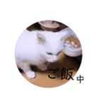 ガッシーねこーず2022冬1月（個別スタンプ：20）
