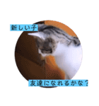 ガッシーねこーず2022冬1月（個別スタンプ：21）