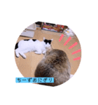 ガッシーねこーず2022冬1月（個別スタンプ：23）