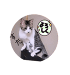 ガッシーねこーず2022冬1月（個別スタンプ：24）