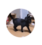 ガッシーねこーず2022冬1月（個別スタンプ：25）