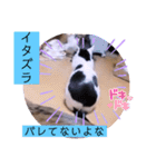 ガッシーねこーず2022冬1月（個別スタンプ：26）