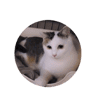ガッシーねこーず2022冬1月（個別スタンプ：28）