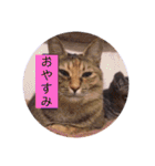 ガッシーねこーず2022冬1月（個別スタンプ：29）