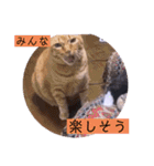 ガッシーねこーず2022冬1月（個別スタンプ：32）