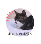 ガッシーねこーず2022冬1月（個別スタンプ：33）
