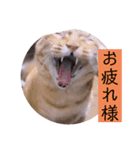 ガッシーねこーず2022冬1月（個別スタンプ：34）
