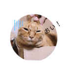 ガッシーねこーず2022冬1月（個別スタンプ：35）