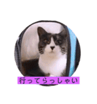 ガッシーねこーず2022冬1月（個別スタンプ：36）