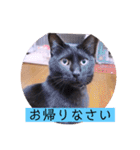 ガッシーねこーず2022冬1月（個別スタンプ：37）